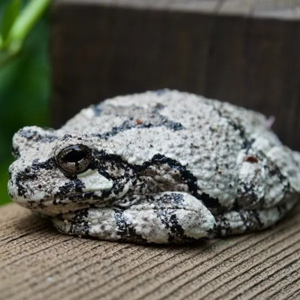 Gray Treefrog (Hyla versicolor) on a wooden fence in nature in Walpole, New Hampshire, USA