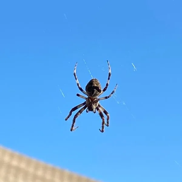 Grey Cross Spider (Larinioides sericatus) on its web against the sky in Rochester, Minnesota, USA