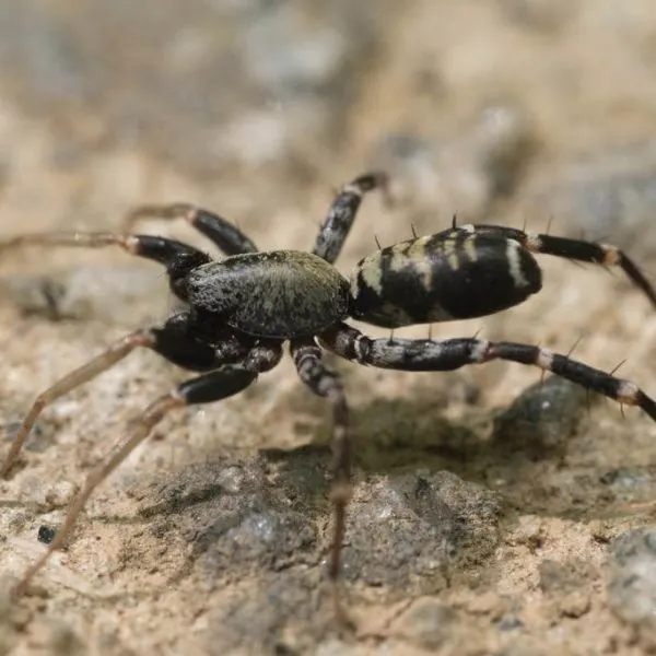 Long-palped Ant-mimic Sac Spider (Castianeira longipalpa) on a rocky concrete floor in Alpharetta, Georgia, USA