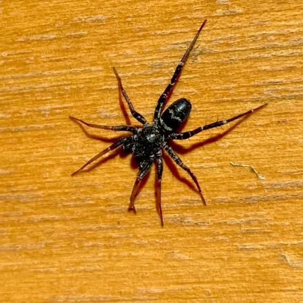 Long-palped Ant-mimic Sac Spider (Castianeira longipalpa) on a wooden surface in Minneapolis, Minnesota, USA