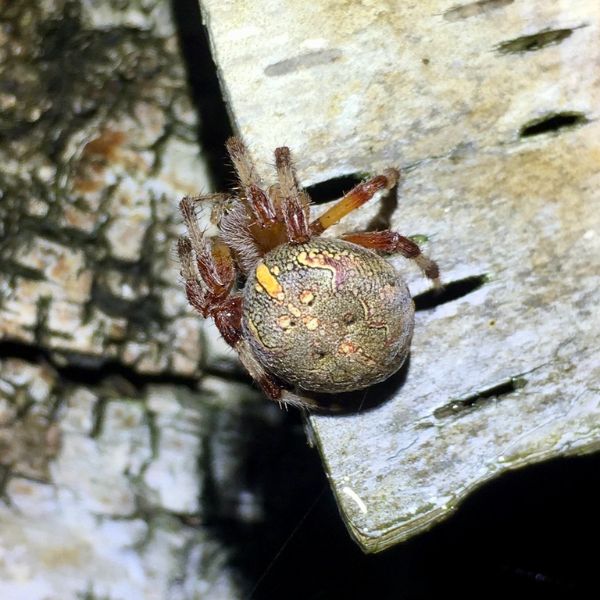 Marbled Orbweaver (Araneus marmoreus) on some wood in Superior National Forest, Minnesota, USA
