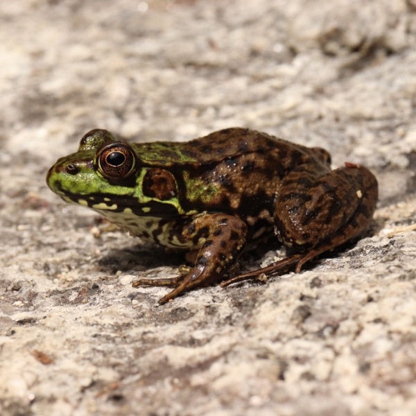 Mink Frog (Lithobates septentrionalis) on light rocky surface in Waterville Valley, New Hampshire, USA