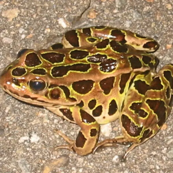 Northern Leopard Frog (Lithobates pipiens) on concrete in Waldo County, Maine, USA