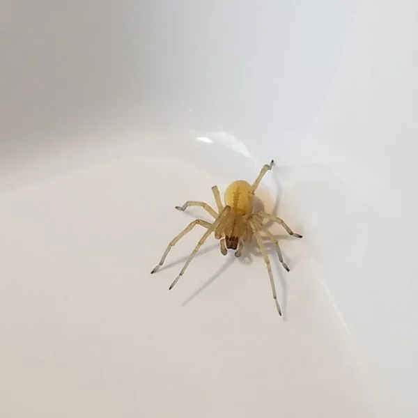 Northern Yellow Sac Spider (Cheiracanthium mildei) in a white tub in Minneapolis, Minnesota, USA