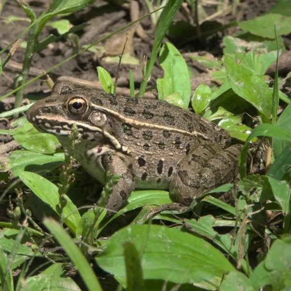 Plains Leopard Frog (Lithobates blairi) in greenery and mud in Saline County, Missouri, USA