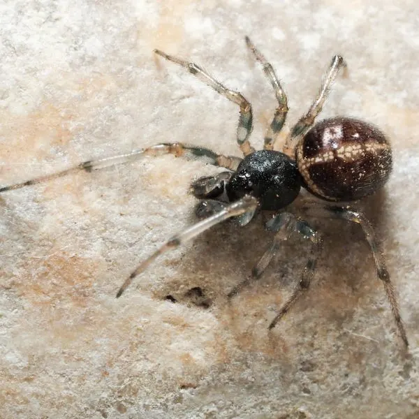 Rabbit Hutch Spider (Steatoda  bipunctata) on a smooth rock surface in Hounslow, England