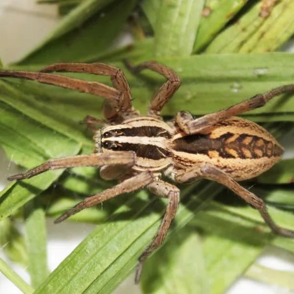Rabid Wolf Spider (Rabidosa rabida) on some leaves at Oak Ridge, Tennessee, USA