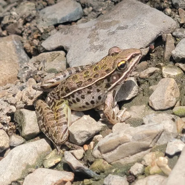 Southern Leopard Frog (Lithobates sphenocephalus) on rocks in Sedalia Township, Missouri, USA