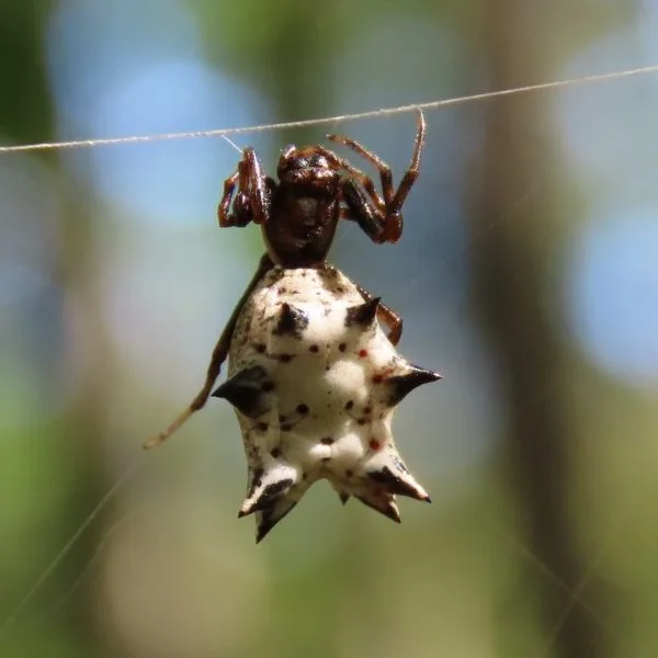 Spined Micrathena (Micrathena gracilis) hanging onto a thread of its web in Winona County, Minnesota, USA
