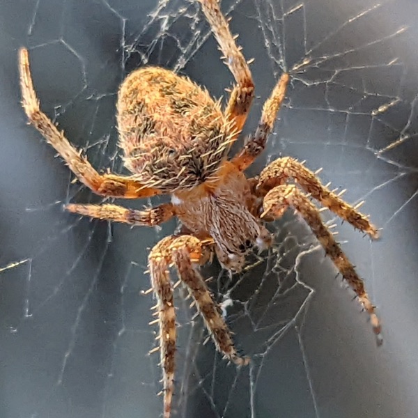 Spotted Orbweaver (Neoscona crucifera) in its web in San Diego, California, USA