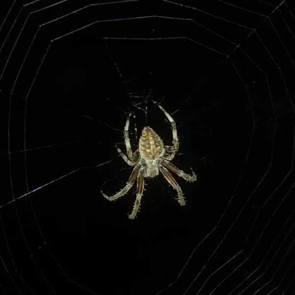 Spotted Orbweaver (Neoscona crucifera) in its web in the dark in Sevierville, Tennessee, USA