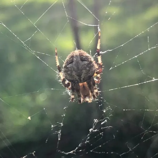 Spotted Orbweaver (Neoscona crucifera) on its web in the sunlight in Saint Paul, Minnesota, USA