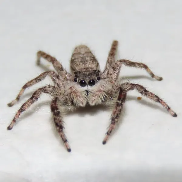Tan Jumping Spider (Platycryptus undatus) on a white surface near Fort Snelling State Park, Minnesota, USA
