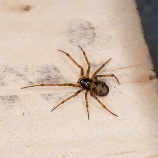 Triangulate Combfoot (Steatoda triangulosa) on a light-colored surface in Collierville, Tennessee, USA