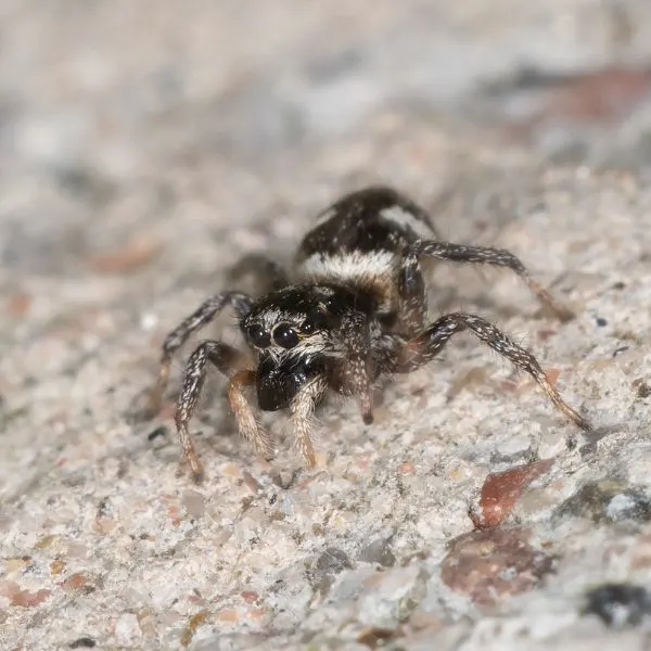 Zebra Jumping Spider (Salticus scenicus) on gravel in Scotland, United Kingdom