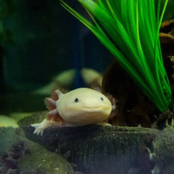 a small pink axolotl on a larger black one
