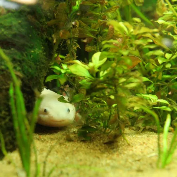 an axolotl peeking through aquatic vegetation