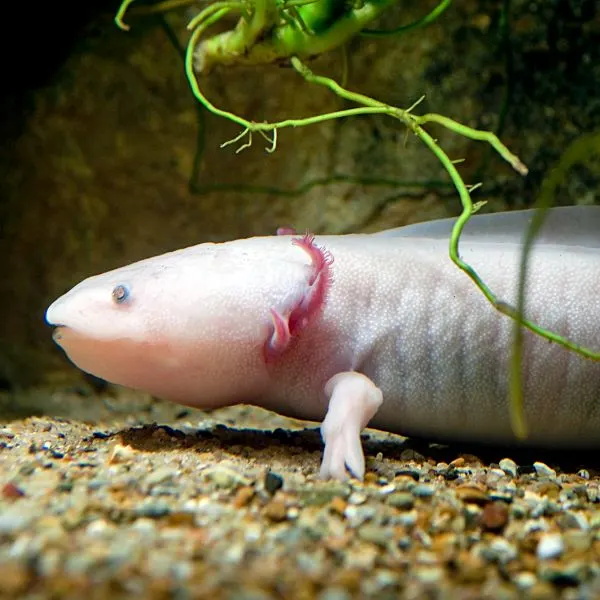 axolotl chilling in the substrate of its tank