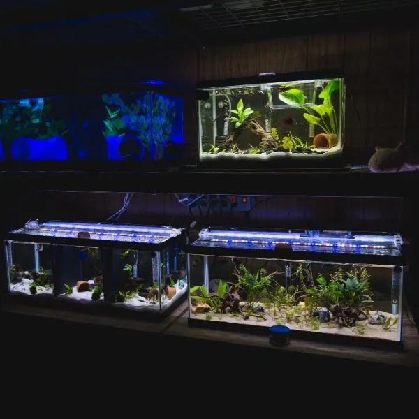 axolotl tanks in the dark