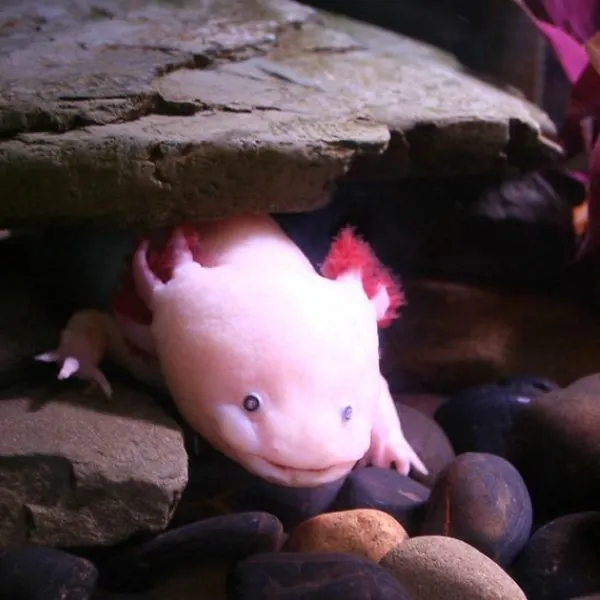 axolotl under and hiding in some flat rocks