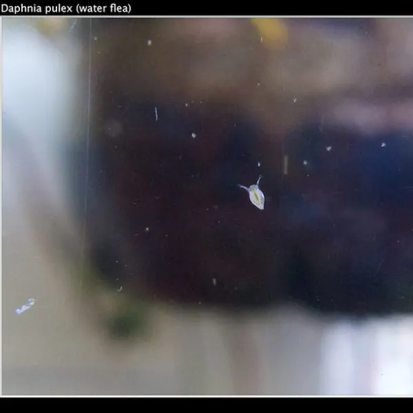live daphnia in the water