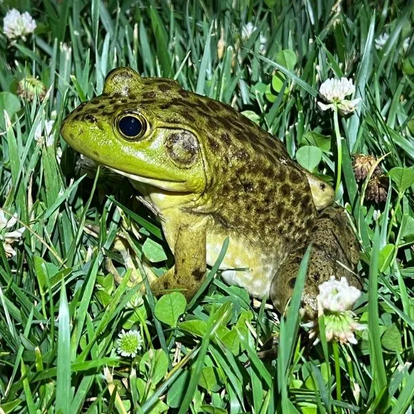 American Bullfrog (Lithobates catesbeianus) in grass with flowers in Valley County, Nebraska, USA