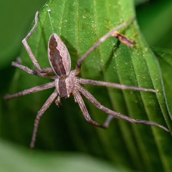 American Nursery Web Spider (Pisaurina mira) hanging onto a leaf in St. Joseph, Indiana, USA