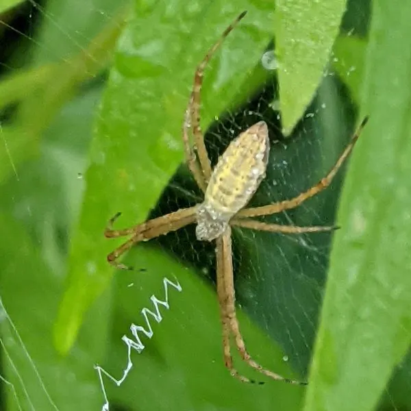 Banded Garden Spider (Argiope trifasciata) on a web near wet leaves at Bear Lake, Indiana, USA
