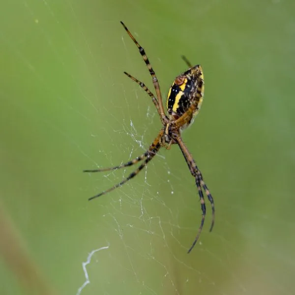 Banded Garden Spider (Argiope trifasciata) on its web in Leelanau County, Michigan, USA