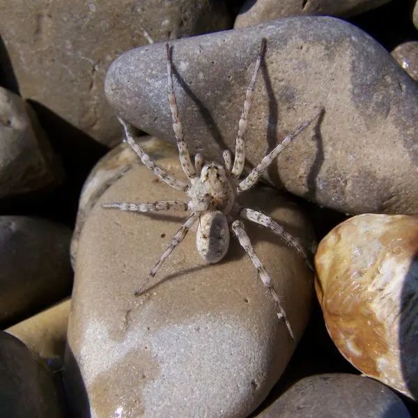 Beach Wolf Spider (Arctosa littoralis) on large rocks on the shorelines of Petoskey, Michigan, USA