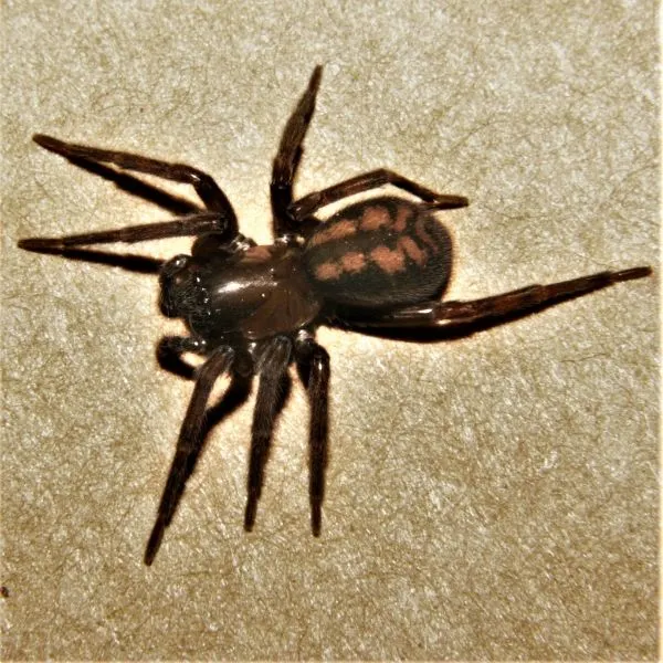 Bennett's Laceweaver (Callobius bennetti) on brown paper in Allegan County, Michigan, USA
