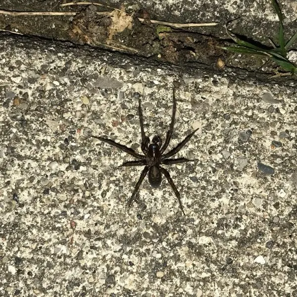 Black Laceweaver (Amaurobius ferox) on a concrete sidewalk in Dearborn, Michigan, USA