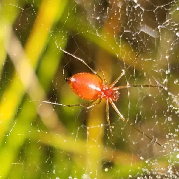 Black-tailed Red Sheetweaver (Florinda coccinea) sitting on its web in nature at Maple Grove Elementary School, Indiana, USA