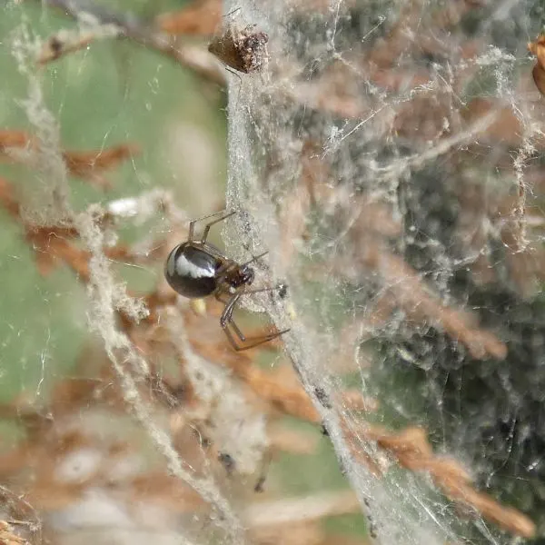 Bowl-and-doily Spider (Frontinella pyramitela) on its webs in Michigan, USA