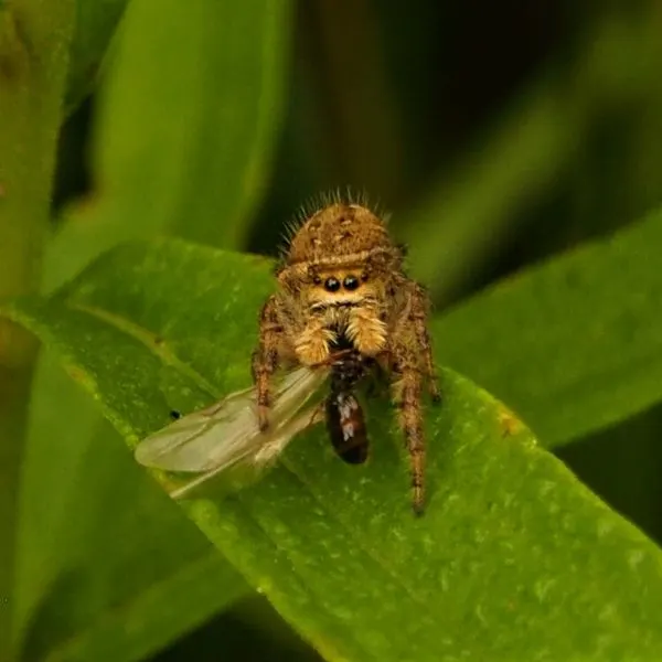 Brilliant Jumping Spider (Phidippus clarus) on a leaf with prey in its mouth in Livingston County, Michigan, USA