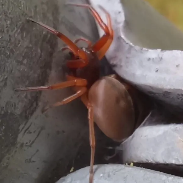 Broad-faced Sac Spider (Trachelas tranquillus) on a pole at Grand Rapids, Michigan, USA