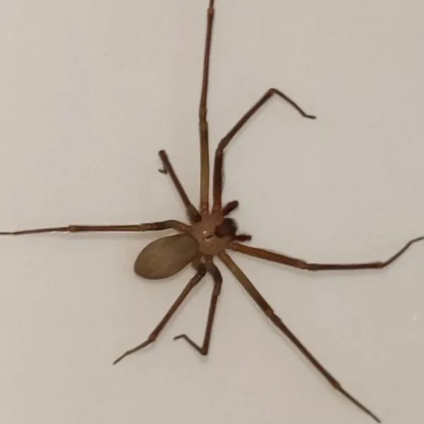 Brown Recluse (Loxosceles reclusa) on a white wall at Warren Park, Indiana, USA