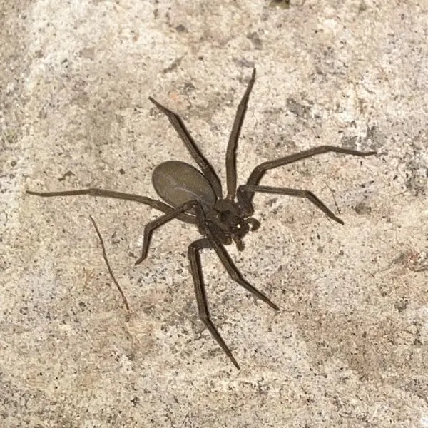 Brown Recluse (Loxosceles reclusa) on concrete in Oklahoma, USA