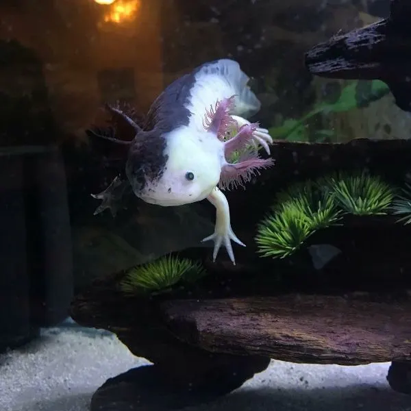 Chimera Axolotl