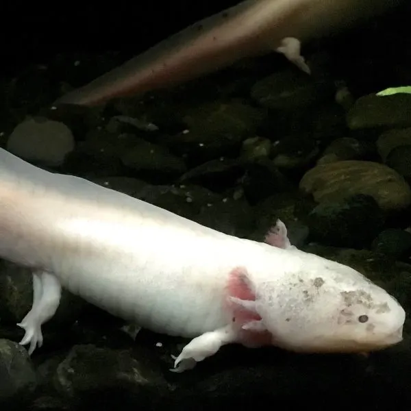 Clear Axolotl