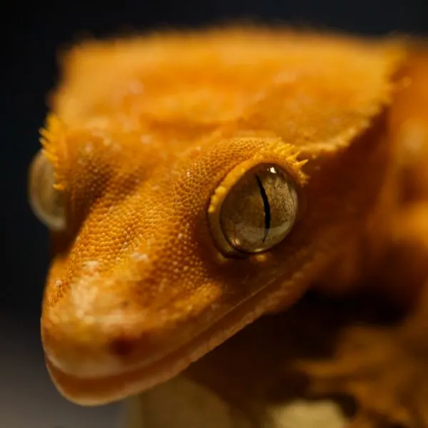 Close-up of a Crested Gecko's face and eyes