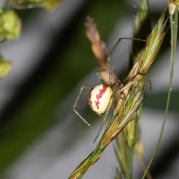 Common Candy-striped Spider (Enoplognatha ovata) climbing up a flower in Chippewa County, Michigan, USA