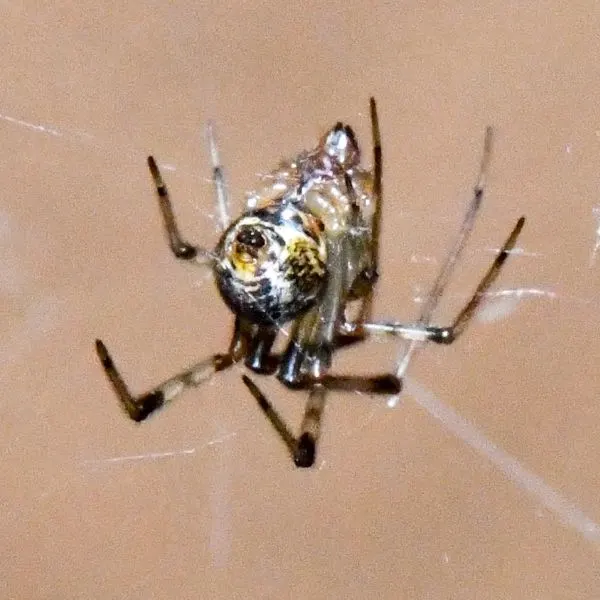 Common House Spider (Parasteatoda tepidariorum) hanging in its web in Shorewood, Wisconsin, USA