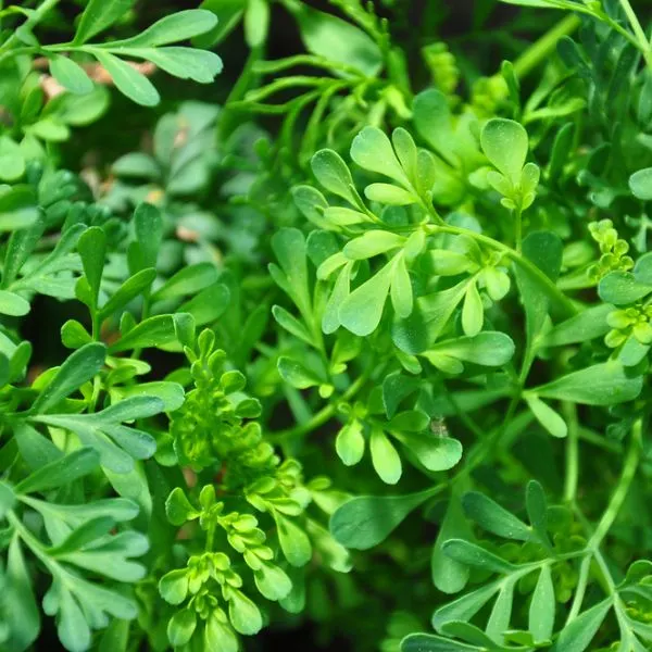 Common Rue growing wild