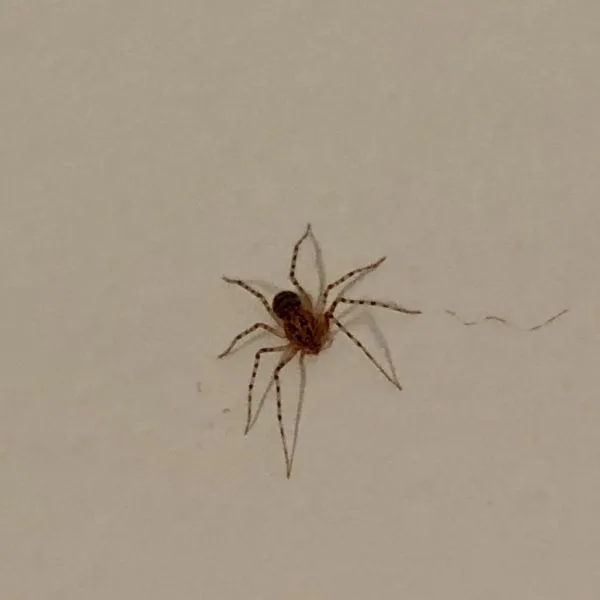 Common Spitting Spider (Scytodes thoracica) on a white wall in Dryden, Michigan, USA