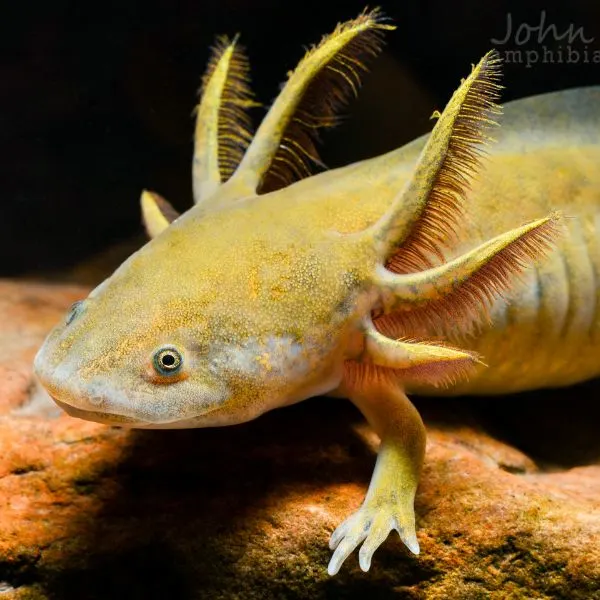 Copper Axolotl