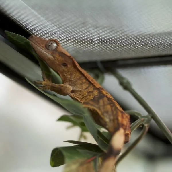 Crested Gecko climbing its habitat