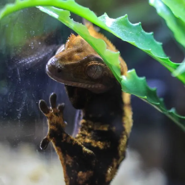 Crested Gecko sticking to the glass of its tank