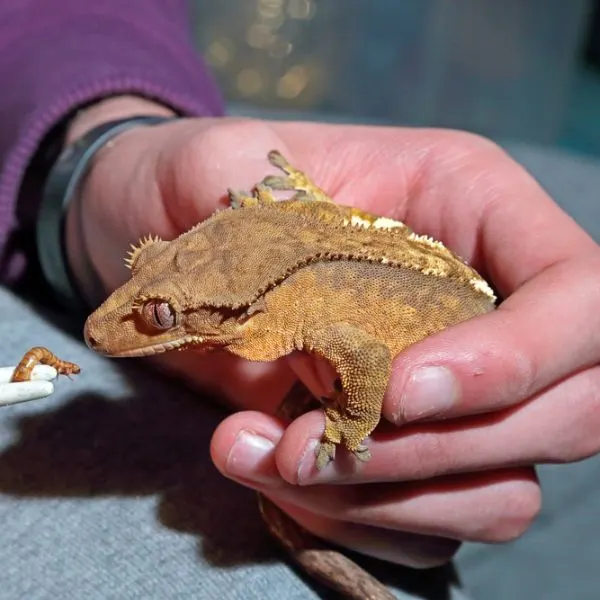 Crested gecko being held and fed