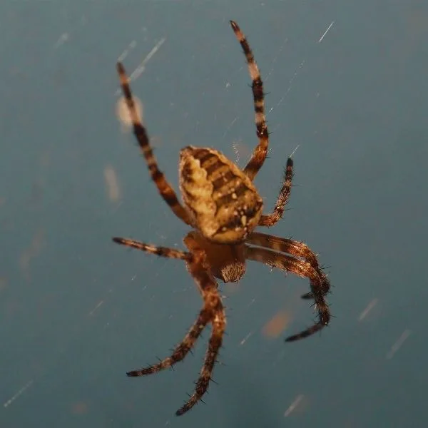 Cross Orbweaver (Araneus diadematus) hanging from its web in Albion, Michigan, USA